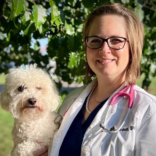 An image of Dr. Stacey Hendershott with a canine patient An image of Dr. Stacey Hendershott with a canine patient