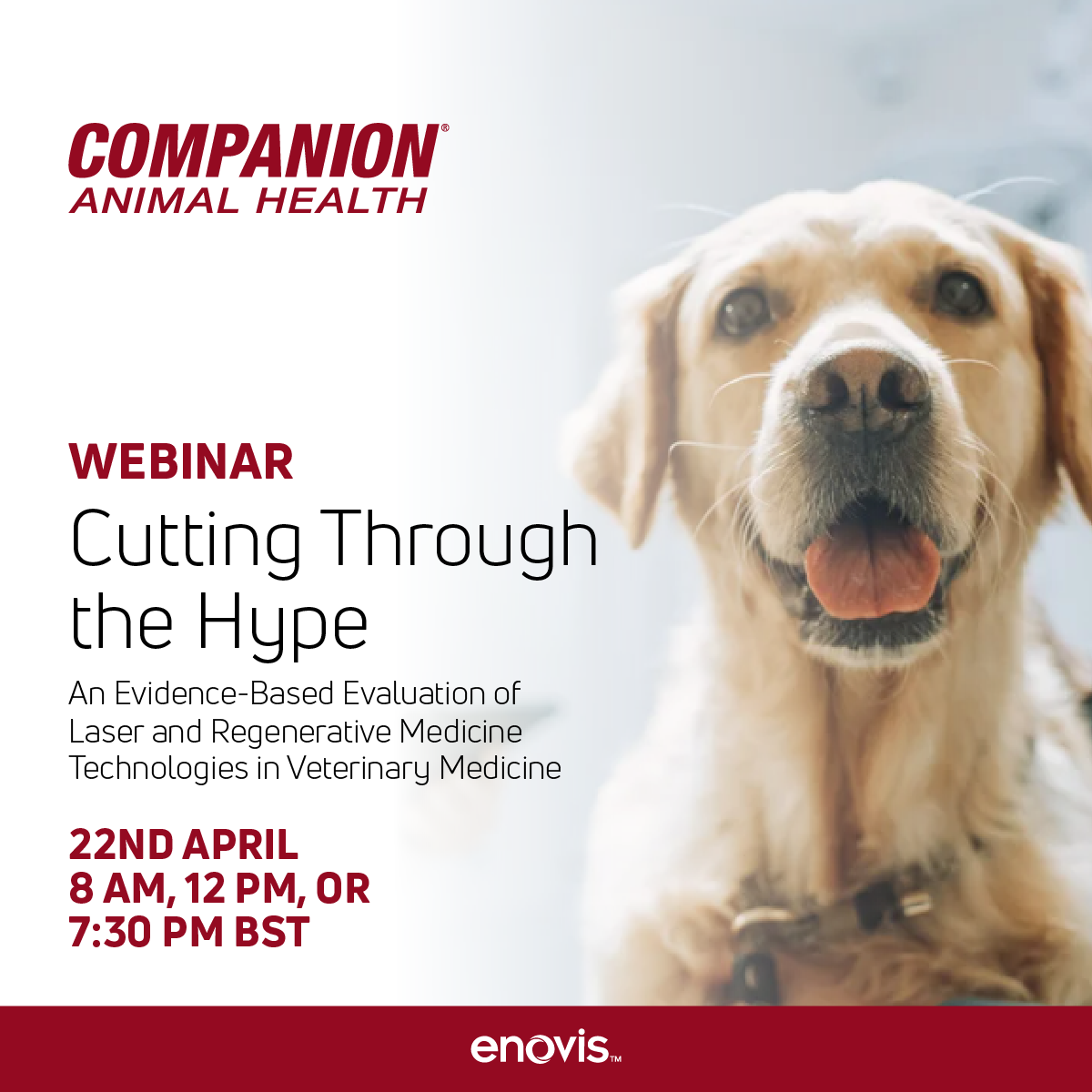 Promotional image of Cutting Through the Hype: Laser and Regenerative Technologies webinar with an image of a happy Labrador facing forward