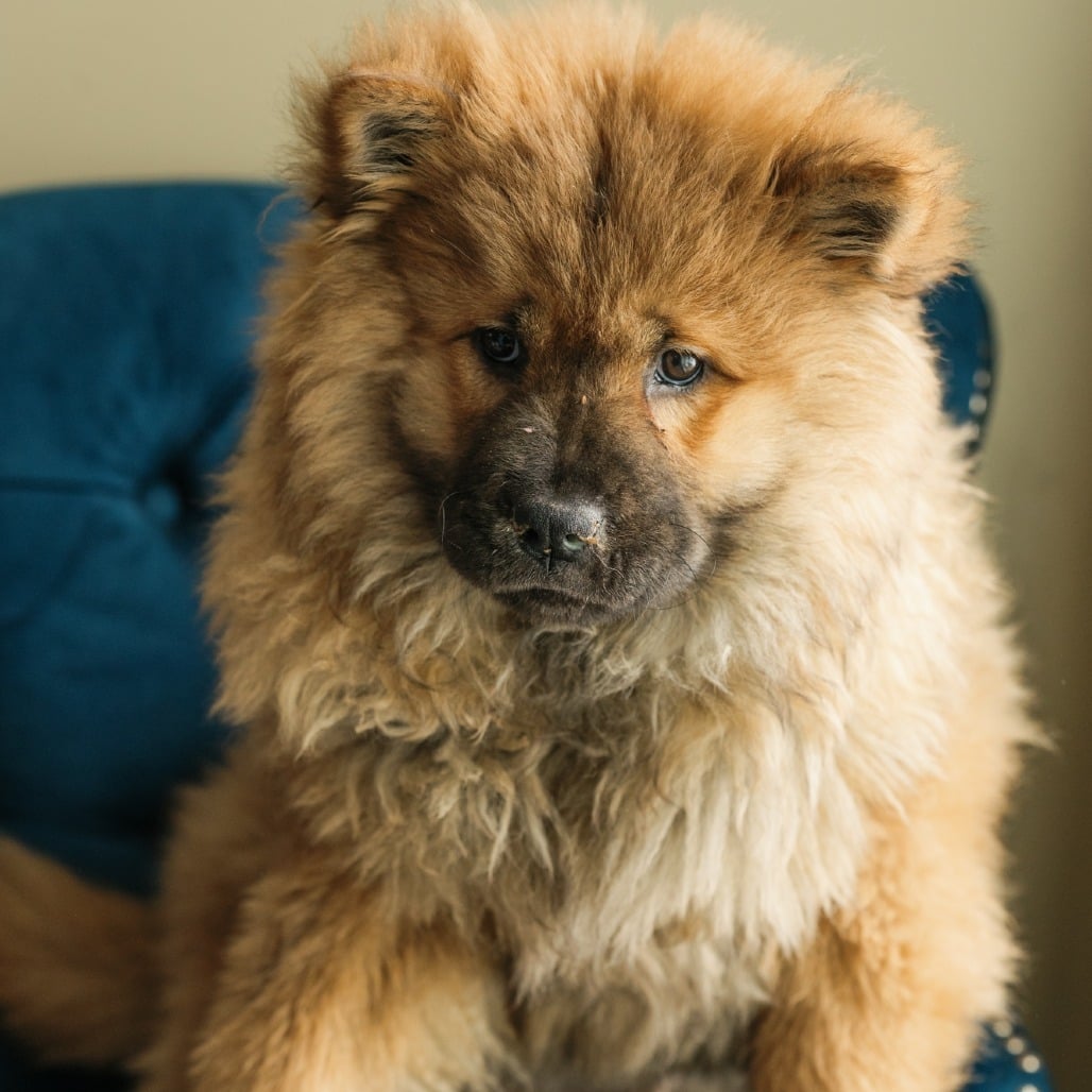 Moe the Chow Chow Puppy with Pneumonia Before Laser Therapy