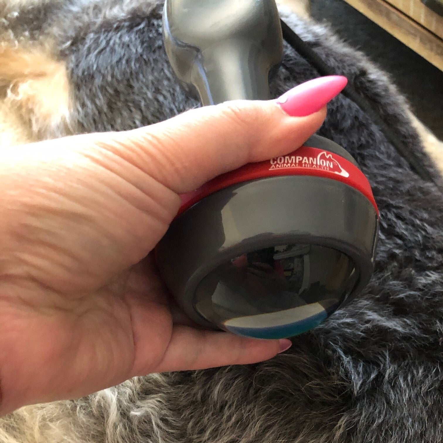 Image of a Companion Animal Health laser therapy device XL treatment head being held by the hand of a veterinary staff member